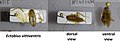 3 präparierte Exemplare, das rechte Bild zeigt die Bauchseite einer Bernstein-Waldschabe