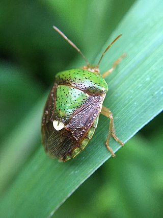 <i>Edessa bifida</i> Species of true bug