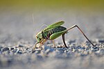 Миниатюра для Файл:Einbeiniges Grünes Heupferd (Tettigonia viridissima).jpg