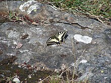 Papillon Machaon près d'Ekenäs (Sydkoster)