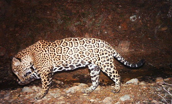 Калаш Panthera onca