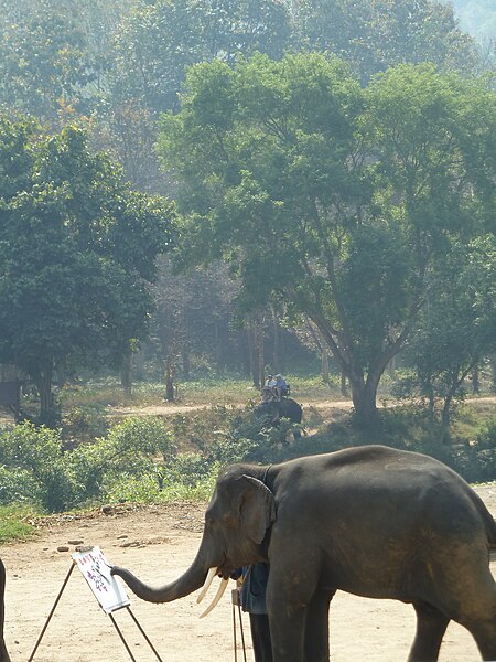 File:Elephant show in Chiang Mai P1110476.JPG