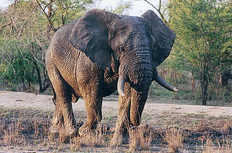 Un olifant e Park broadel Kruger