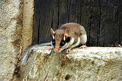 Dārza susuris (Eliomys quercinus)