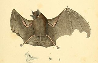 Lesser dog-like bat Species of bat