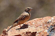 In Tswalu Kalahari Reserve, South Africa Emberiza impetuani, Tswalu Kalahari Reserve, South Africa.jpg