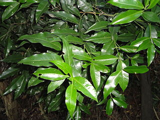 <i>Empogona</i> Genus of plants