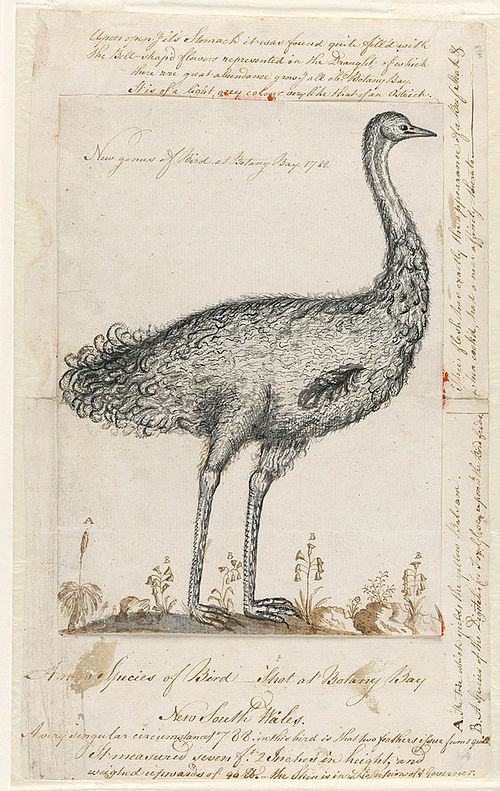 Drawing of an emu from his journal