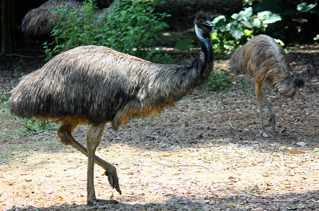 Großer Emu