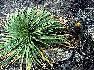 <i>Encholirium</i> genus of plants