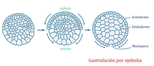 Protostomia: Definición y apomorfías, Destino del blastoporo, Desarrollo embrionario