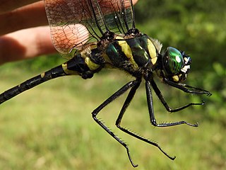 <i>Epophthalmia</i> Genus of dragonflies