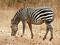 Grazende steppezebra in Zambia