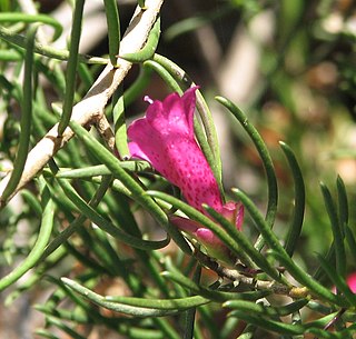 <i>Eremophila alternifolia</i> Species of plant