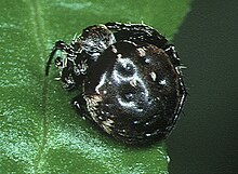 Eriovixia.sakiedaorum.female.2 .-. Tanikawa.jpg