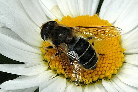 Eristalis jugorum