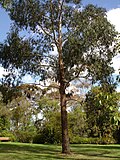 Eucalyptus ovata üçün miniatür