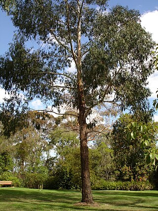 <i>Eucalyptus ovata</i> Species of plant