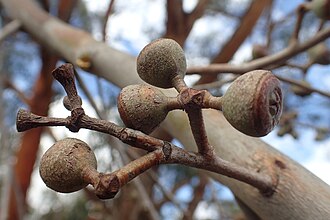 fruit Eucalyptus youmanii fruit.jpg