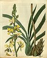 Eulophia streptopetala plate 2931 in: Curtis's Bot. Magazine (Orchidaceae), vol. 56, (1829)