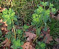Euphorbia helioscopia RF.jpg