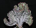 Euphorbia lactea cristata (India)