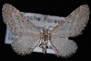 <i>Eupithecia behrensata</i> Species of moth