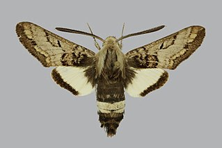 <span class="mw-page-title-main">Prairie sphinx moth</span> Species of moth