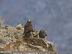 Eurasian Marsh Harrier (Circus aeruginosus) (31784888996).jpg