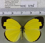 西姆黃粉蝶 Eurema simulatrix