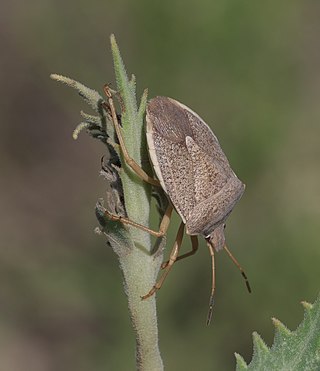 <i>Euschistus variolarius</i> Species of true bug