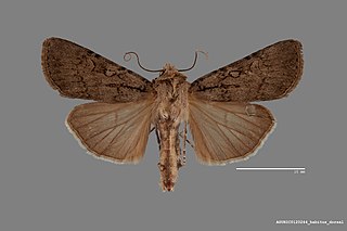 <i>Euxoa choris</i> Species of moth