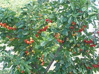 Ripening fruit EvansCherriesRipening.jpg