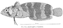 FMIB 38111 Auchenopterus cingulatus.jpeg