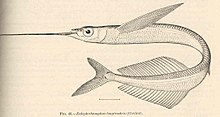 FMIB 42409 Euleptorhamphus longirostris (Cuvier).jpeg 