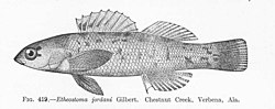 Miniatura para Etheostoma jordani