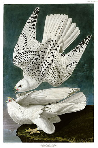 Two white gyrfalcons by Audubon