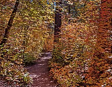 Fork Barat Trail Di Sedona