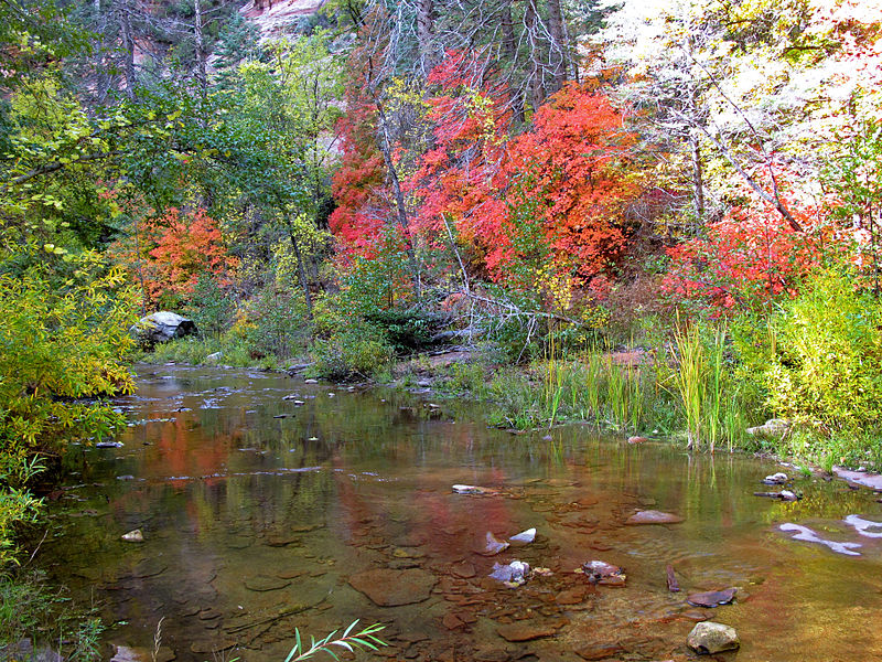 File:Fall Colors in West Fork - 2010 (5178440909).jpg