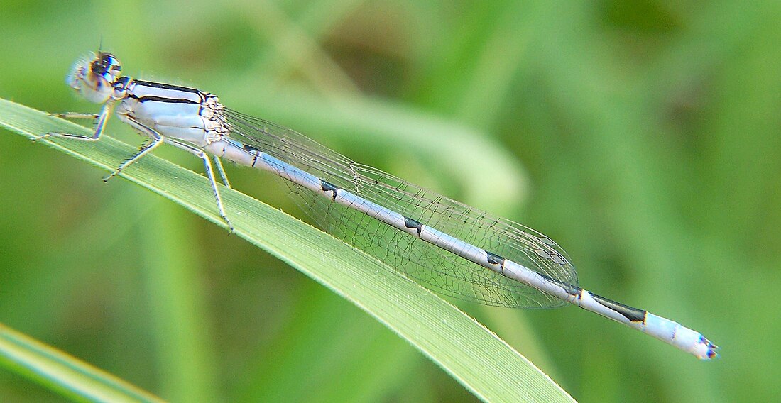 Familiar bluet