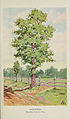 Familiar trees and their leaves, described and illustrated by F. Schuyler Mathews, with illus. in colors and over two hundred drawings by the author, and an introd. by L.H. Bailey (Plate) (6254948702).jpg