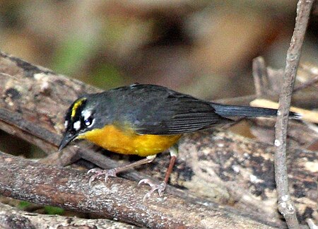 Tập_tin:Fan-tailed_Warbler.jpg