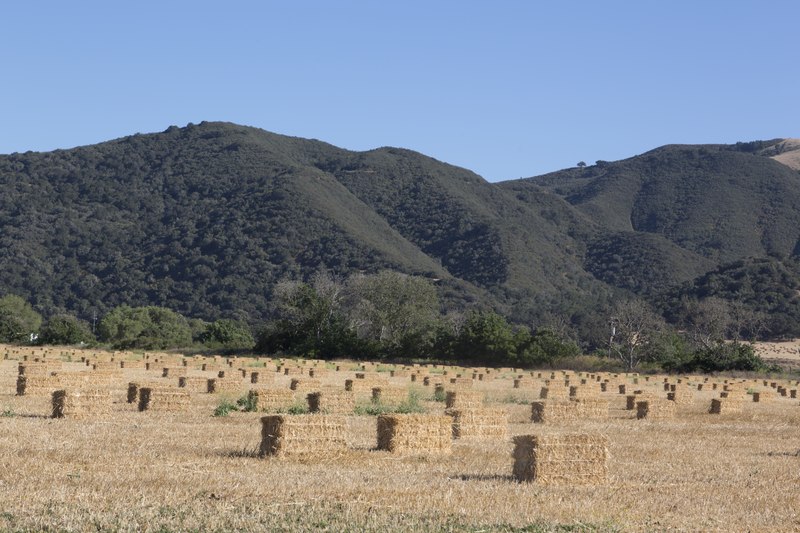 File:Farmland in Santa Ynez, California LCCN2013633357.tif