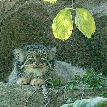 Otocolobus