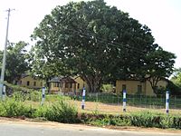 Ficus religiosa, TamilNadu407.JPG