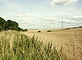 Field of oats near Kington Down Farm - geograph.org.uk - 1449971.jpg
