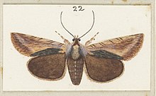 Illustration by George Hudson of P. prionistis. Fig 22 MA I437608 TePapa Plate-IX-The-butterflies full (cropped).jpg