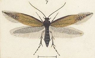 <i>Glyphipterix aenea</i> Species of moth