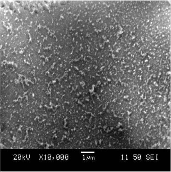 File:Figure-2-SEM-image-of-a-gold-silicon-substrate-irradiated-with-low-cycles.jpg