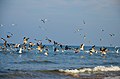 Flock of birds over the Boukana beach.jpg